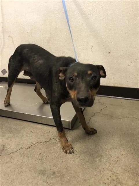 Unnamed - Australian Cattle Dog mix