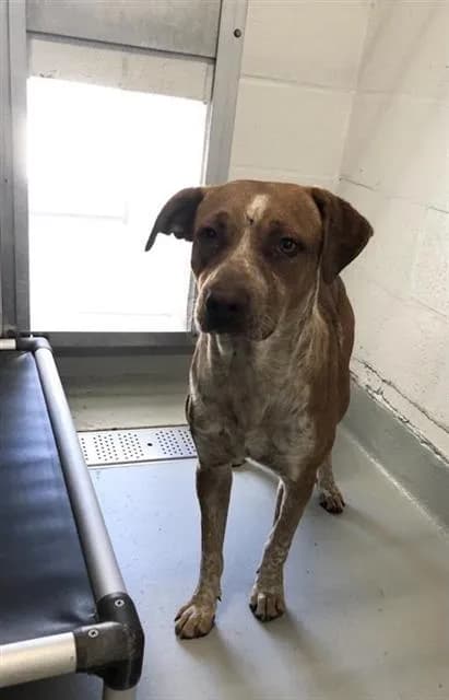 Unnamed - Australian Cattle Dog mix