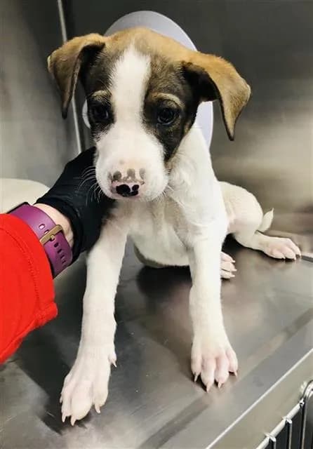 Unnamed - Pit Bull Terrier mix