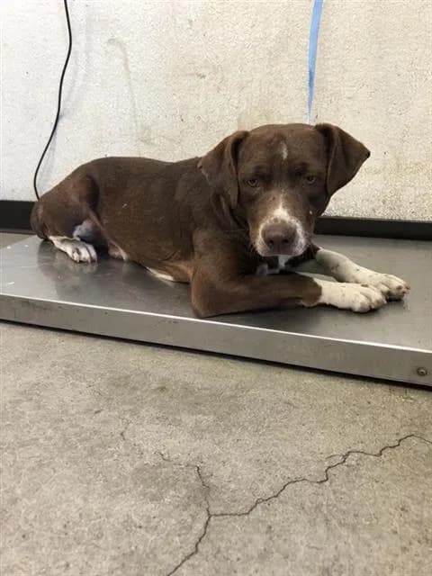 Unnamed - Australian Cattle Dog mix
