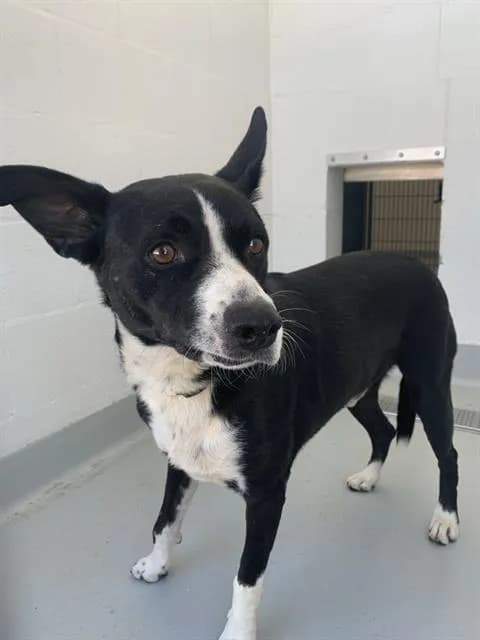 Tank - Australian Cattle Dog mix