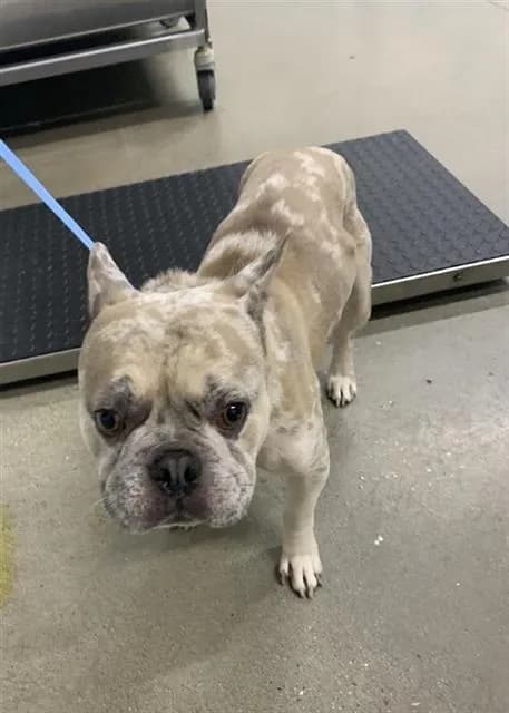 Bentley - French Bulldog mix