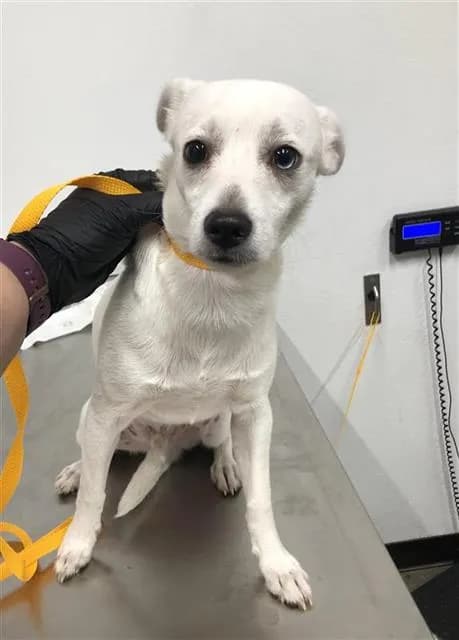Unnamed - Chihuahua - Smooth Coated mix