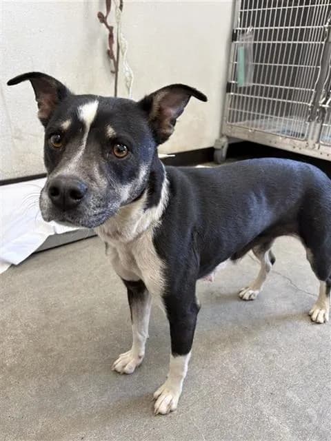 Diamond - Collie - Smooth mix