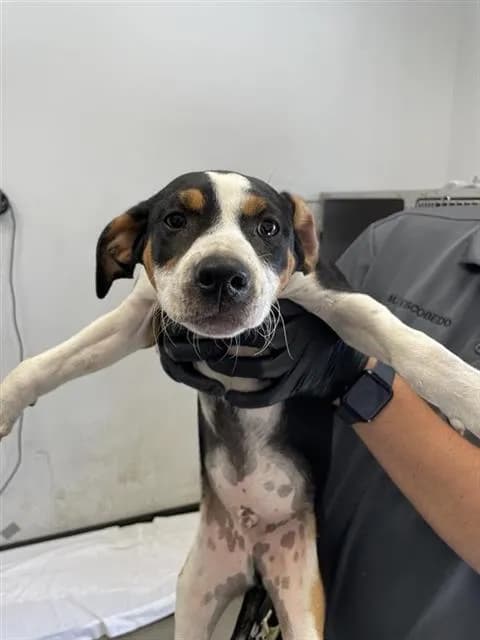 Unnamed - Collie - Smooth