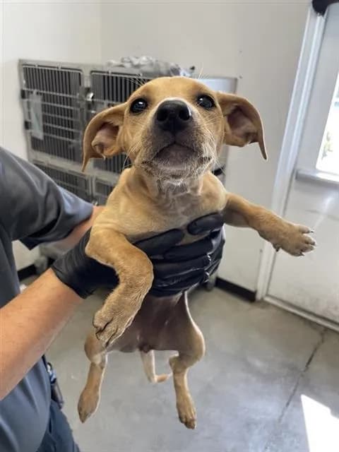 Unnamed - Terrier mix