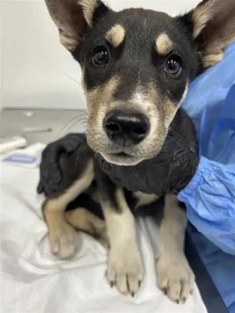 Unnamed - German Shepherd Dog mix