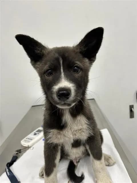 Unnamed - German Shepherd Dog mix