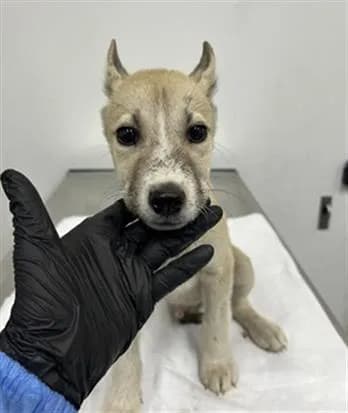 Unnamed - German Shepherd Dog mix