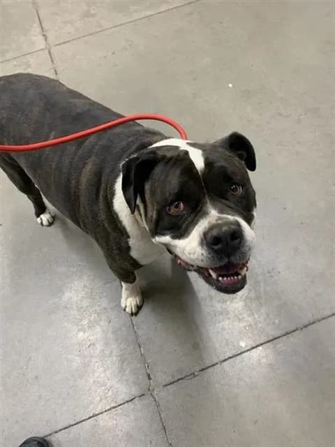 Buster - Boxer mix