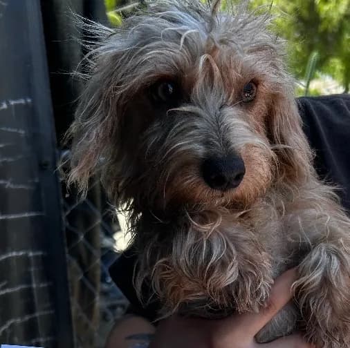 Barrey #5 - Terrier mix