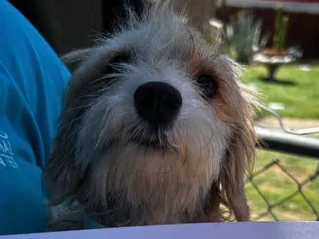 Unnamed - Terrier mix
