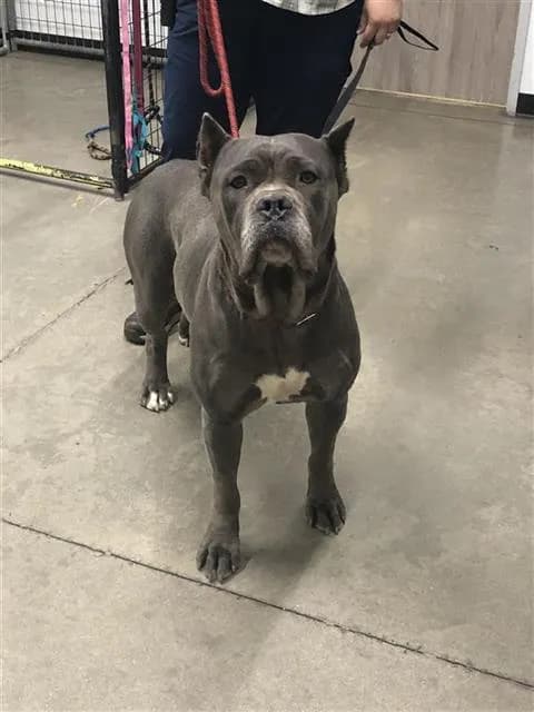 Baylee - Cane Corso