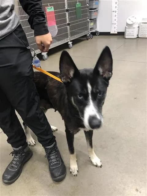 Unnamed - Siberian Husky