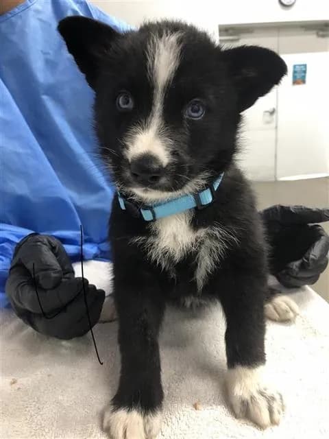 Kara* - Siberian Husky