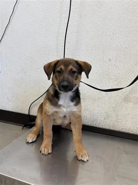 Unnamed - German Shepherd Dog mix