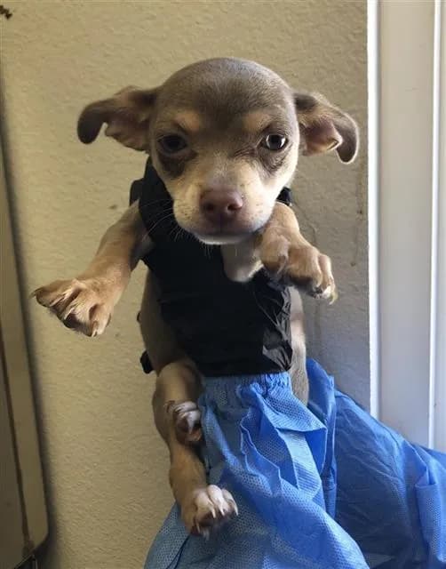 Unnamed - Chihuahua - Smooth Coated