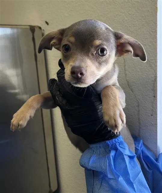 Unnamed - Chihuahua - Smooth Coated