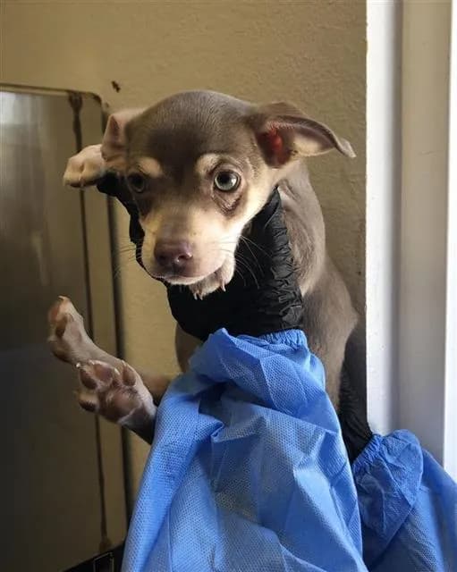 Unnamed - Chihuahua - Smooth Coated