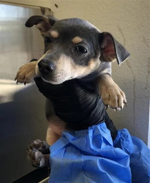 Unnamed - Chihuahua - Smooth Coated