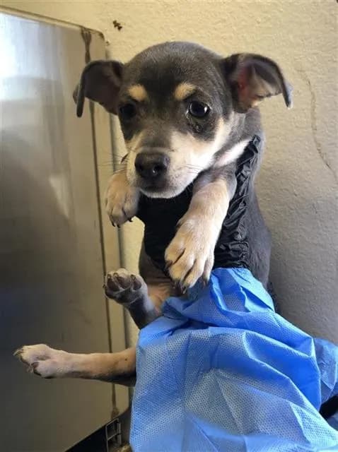 Unnamed - Chihuahua - Smooth Coated