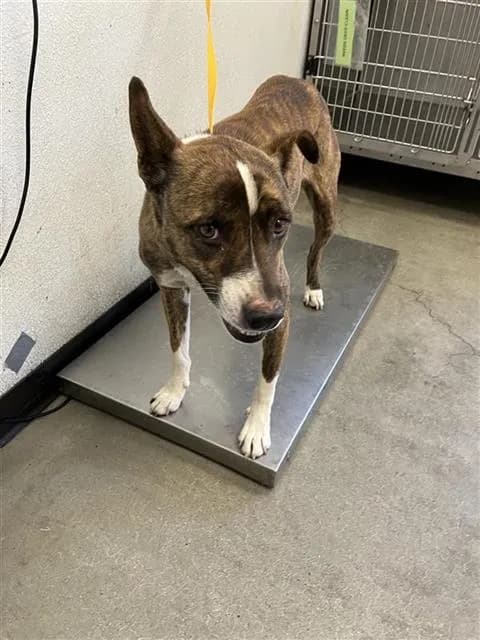 Nugget - Pit Bull Terrier mix