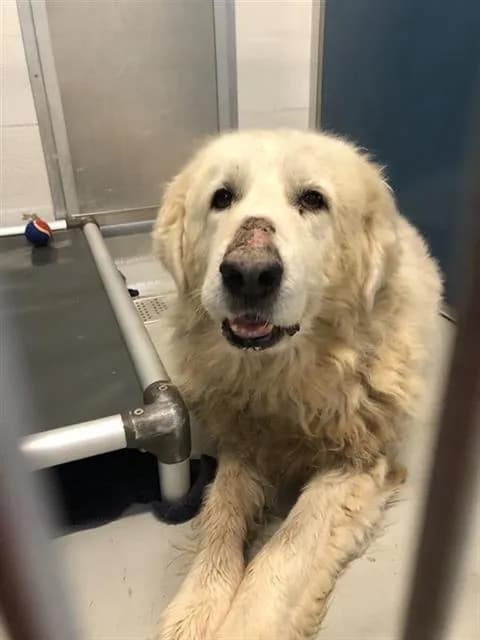 Unnamed - Great Pyrenees mix