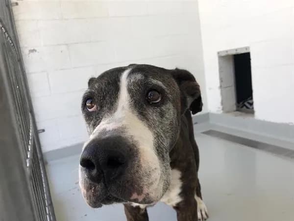 Cofa - photo 1