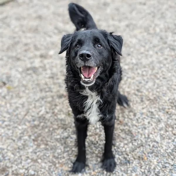 Aaron - Mixed Breed (Medium)