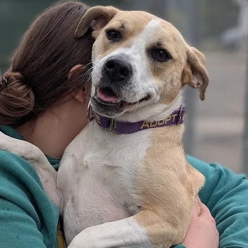 Ivy Bean - Mixed Breed (Medium)