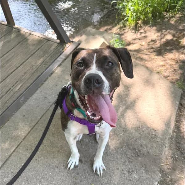 Nova - Mixed Breed (Large) / Terrier, American Pit Bull
