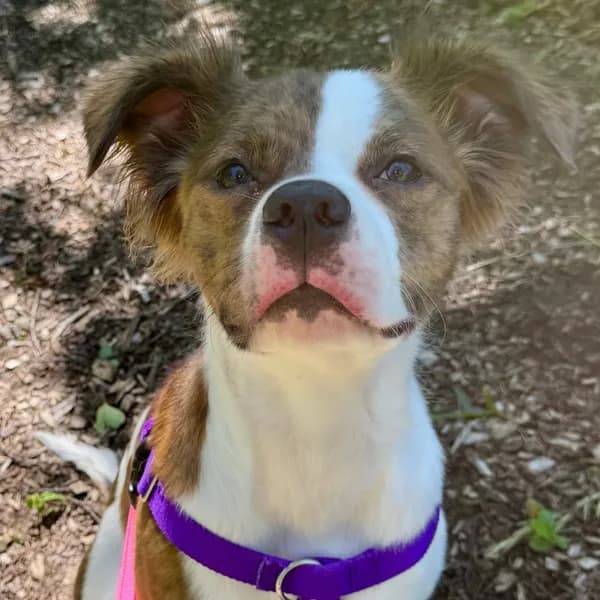 Maui - Mixed Breed (Medium)