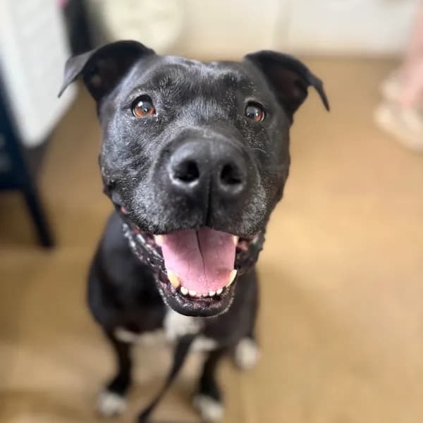 Marshall - Boxer / Mix