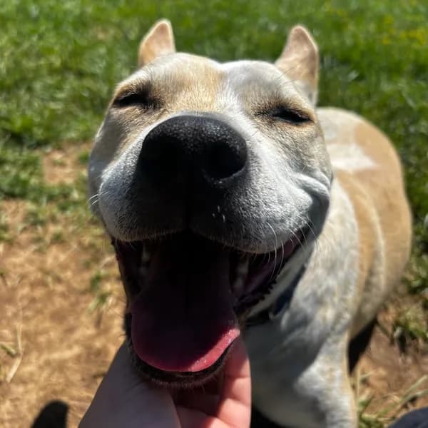 Chewy - Cattle Dog / Mix