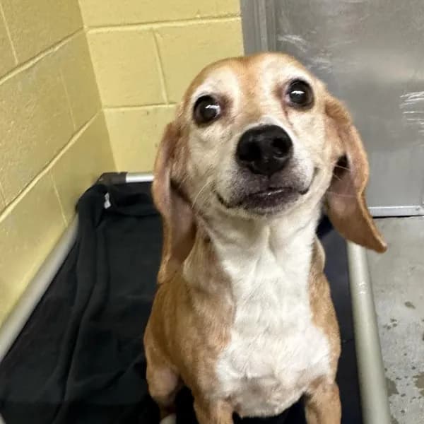 Ginger - Beagle / Mix