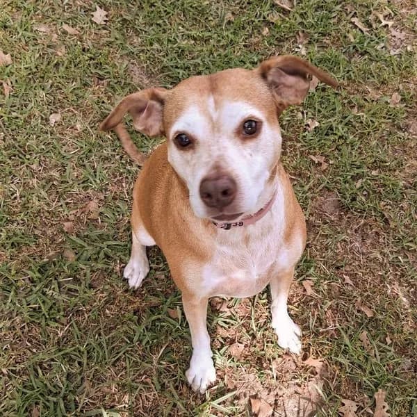 Lily - photo 1