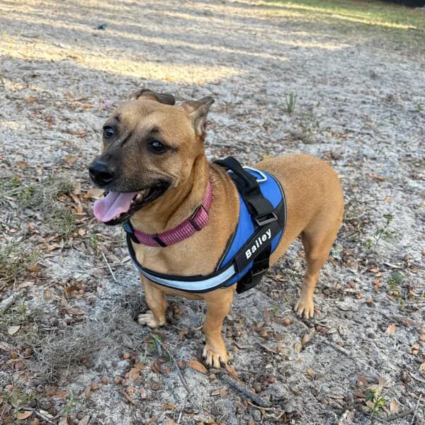 Bailey - Mixed Breed (Medium)