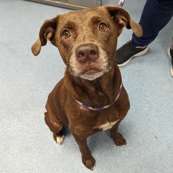 Matilda - Mixed Breed (Medium)