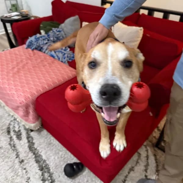 Toby-foster - Mixed Breed (Large)