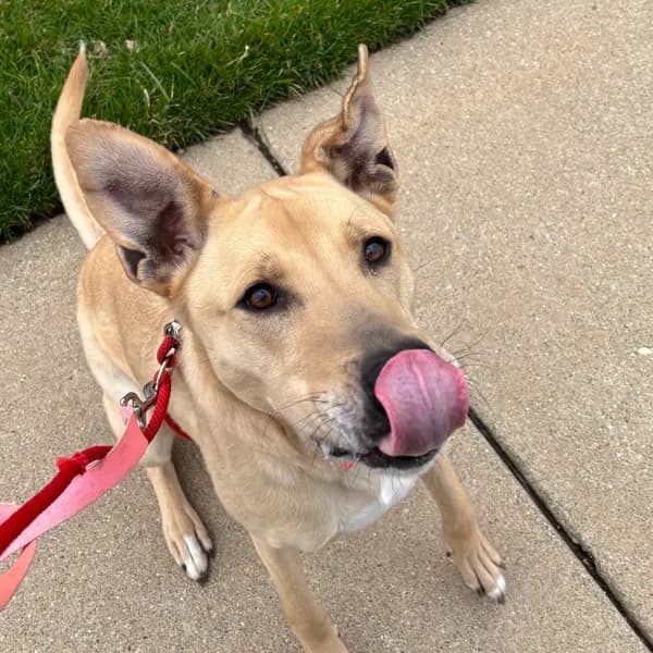 Rex - Mixed Breed (Large)