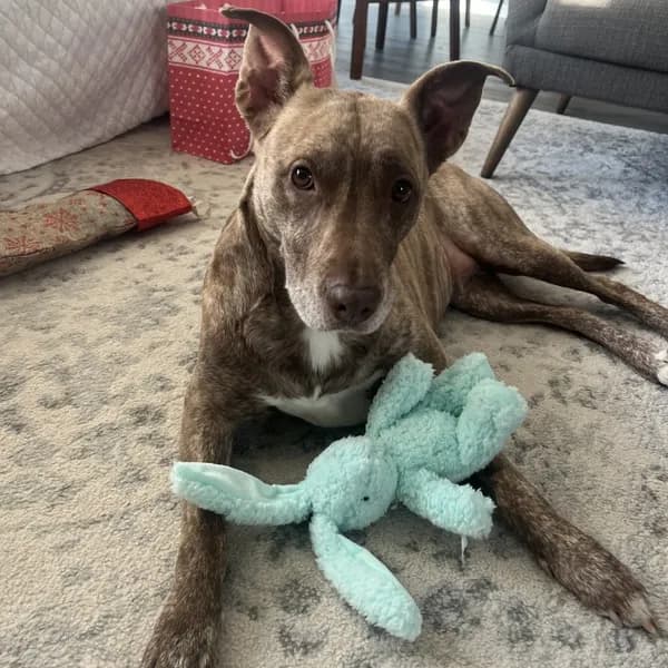 Dixie Loo - Mixed Breed (Medium)