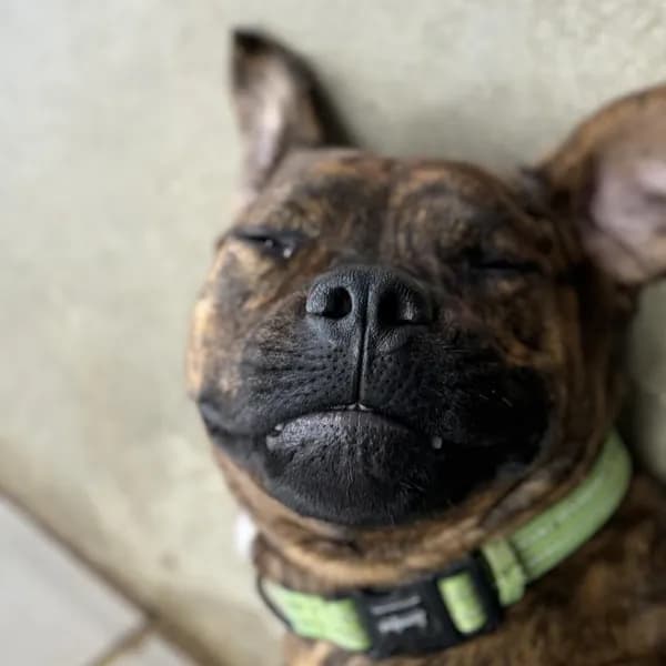 Spike - Mixed Breed (Large)