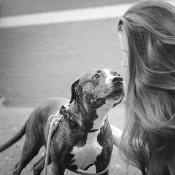 Black Beauty - thumbnail 6