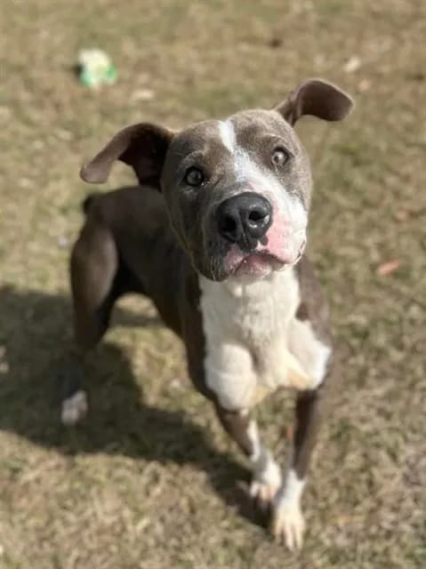 Jordan - Pit Bull Terrier mix