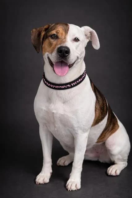 Jessica - American Bulldog mix