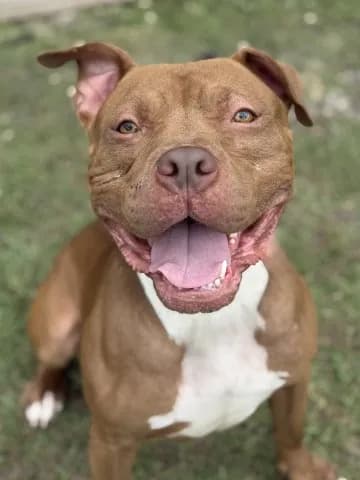 Gage - American Staffordshire Terrier mix