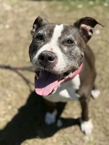 Helen - Terrier mix
