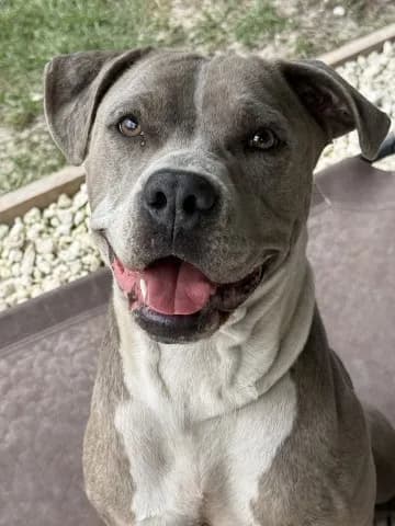Kokomo - Catahoula Leopard Hound