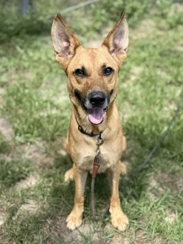Cody - Carolina Dog