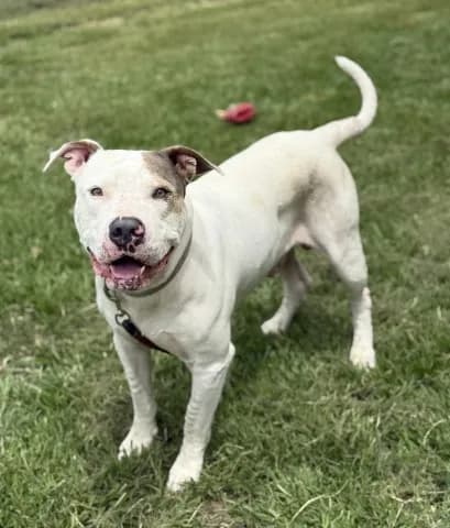 Buddy - photo 1